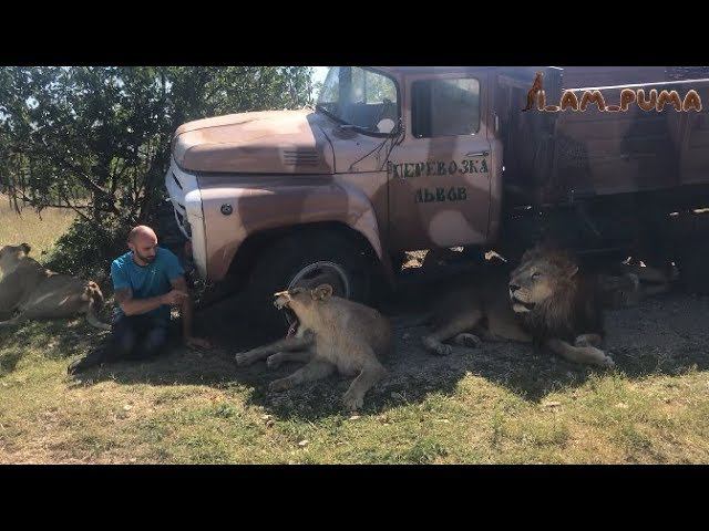 I_am_puma в гостях в Тайгане! Cougar Visiting In The Park Of Line Taigan