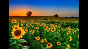 М. Шолохов - Тихий дон || Очень краткое содержание