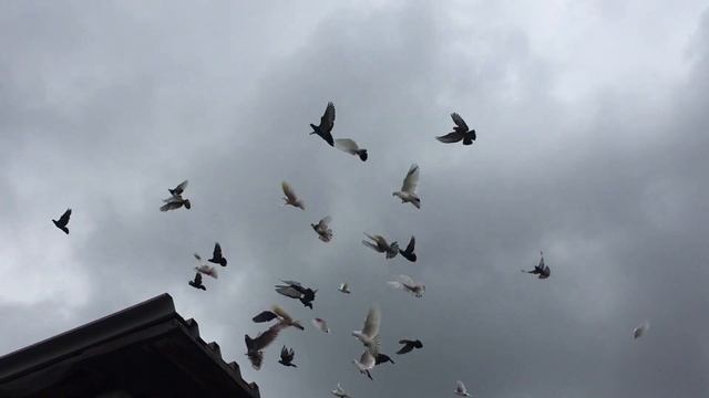 #Pigeons.Средство ог глистов для голубей. смотреть онлайн