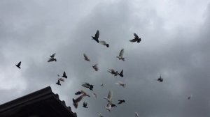 #Pigeons.Средство ог глистов для голубей.