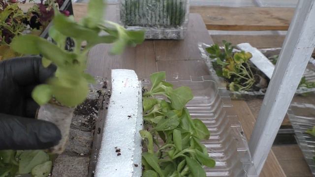 Моё мнение об Ольге Сохач