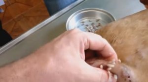 Выдавливание прыщей у собак, черви  Удаление личинок