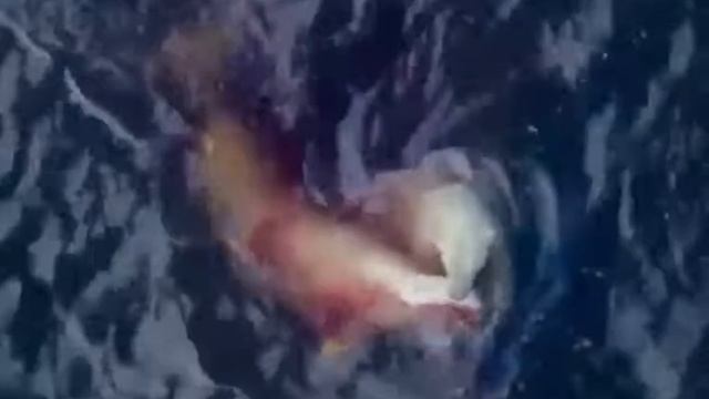 Охота белого медведя в воде смотреть онлайн