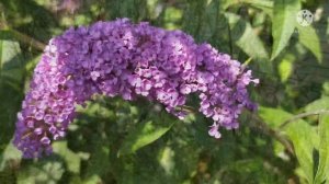 Будлея . Укоренение зелёными черенками .