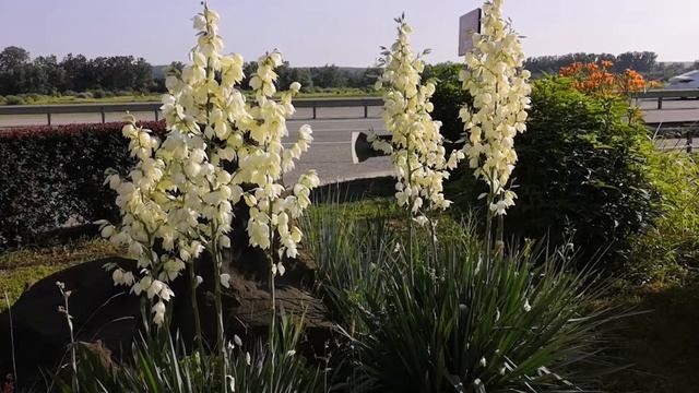 Пик цветения Юкки садовой смотреть онлайн