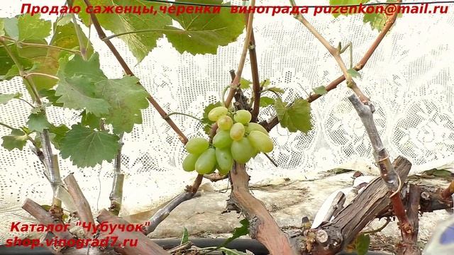Виноград БАЙРОН И КИШМИШ ПОЛИНКА - прививки этого года. Новые формы Калугина оправдают ли наежды? смотреть онлайн