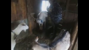 вши у коз,обработка кормовой серой