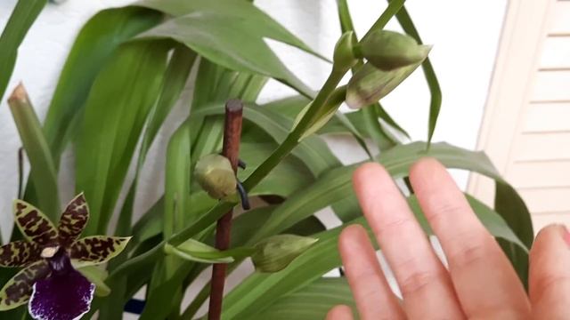 Ах!!! Каскады!!! Обзор цветущих орхидей март 2021г. Лиодоро, Sogo Yukidian и др. смотреть онлайн