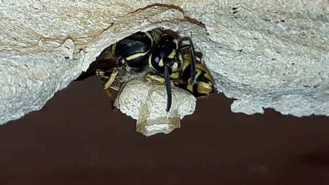 8 мая 2019 г.? Полосатый мух строит домик.. смотреть онлайн