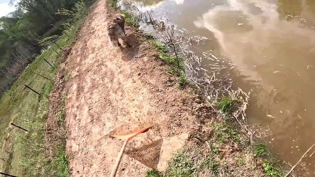 ИНДЮКИ БУДУТ ! ПОЧИСТИЛ ПРУД ! ГУСЯТА ВЫРОСЛИ ! смотреть онлайн