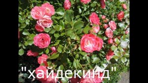 РОЗЫ"МЕРСЕДЕС" и "ХАЙДЕКИНД"-- самые неприхотливые в моем саду