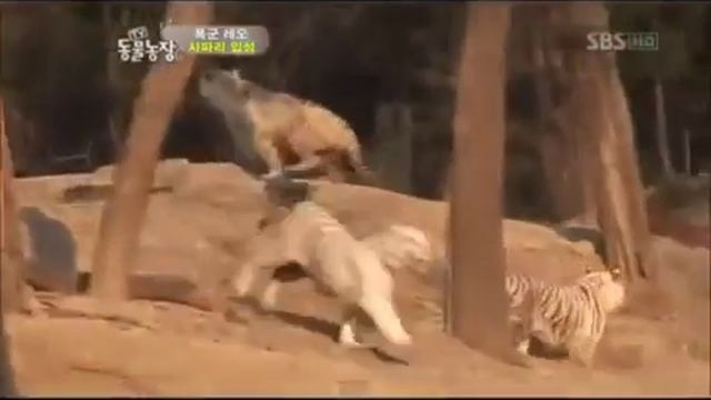 Лев и львица гоняют тигров смотреть онлайн