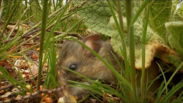Are Humans Doomed to Go Extinct ? You need to see THIS EXPERIMENT! смотреть онлайн