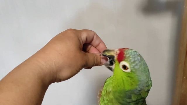 Краснолобый амазон Рикко продажа смотреть онлайн