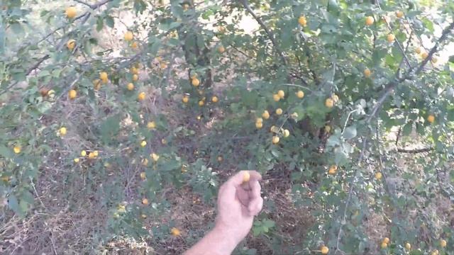 Нашел на старом урочище медаль за пьянство Петра 1 1714 год Вот это НАХОДКА ! смотреть онлайн