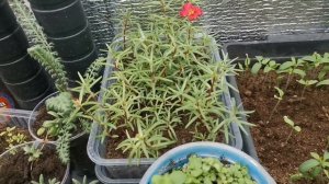 Портулак Обильно Цветущий Украшение  Бордюра! Как Вырастить из семян !