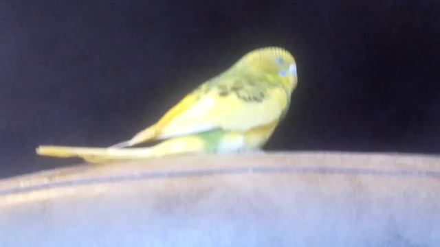 как определить что самка волнистого попугая оплодотворенна? ПОЯВИЛСЯ НОВЫЙ КАНАЛ о моих ПТИЦ!