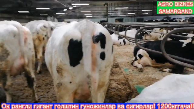 ок рангдаги жуда йирик голштин зотли сигир ва гуножинлар!! 1200 кггача...! смотреть онлайн