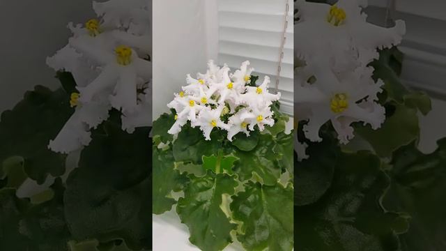 Фиалка НД-Магия смотреть онлайн
