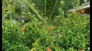 4K Eva Lanka, Тангалле - Шри Ланка, Отзыв на отель Ева Ланка 3*