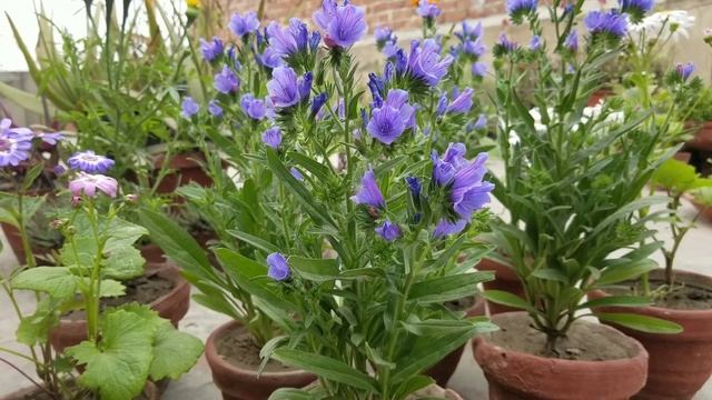 How To Grow #Echium Blue Bedder Plants In Pots | Viper’s Bugloss Flowers In Spring @AsimGarden