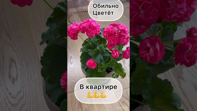 Пеларгония, которая у всех зацветёт🔥🔥🔥 смотреть онлайн