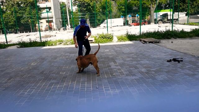 Дрессировка Континентальный бульдог Босс смотреть онлайн