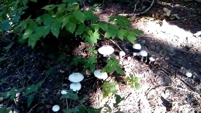 Грибы в Москве смотреть онлайн