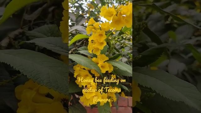 Honey bee feeds on nectar смотреть онлайн