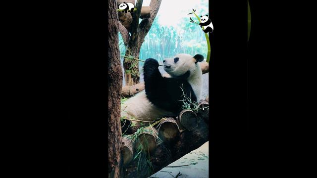 Кто хорошо работает, тот вкусно ест! Обед Панды 🐼 в Московском зоопарке смотреть онлайн