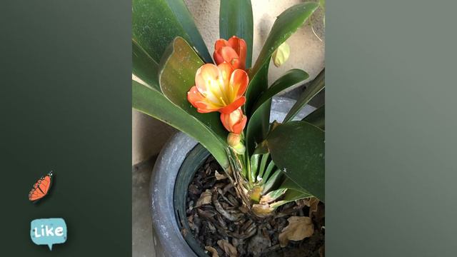 Rescued a Beautiful Clivia Miniata Plant #Flower смотреть онлайн