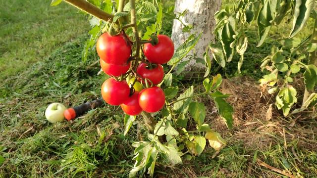 Древоносные помидоры: пристволовая посадка высокорослых помидор смотреть онлайн