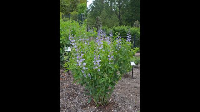 БАПТИЗИЯ  (BAPTISIA)  сем. Бобовые