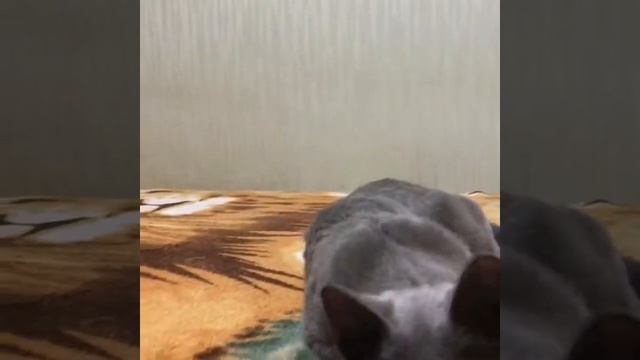 Русские голубые котята! Русская Голубая кошка! Питомник Русских Голубых кошек Ruzara смотреть онлайн