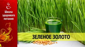 Зелёное золото - хлорофилл