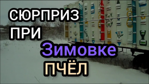 Такое не каждый пчеловод видел на своей пасеки во время зимовки пчёл.