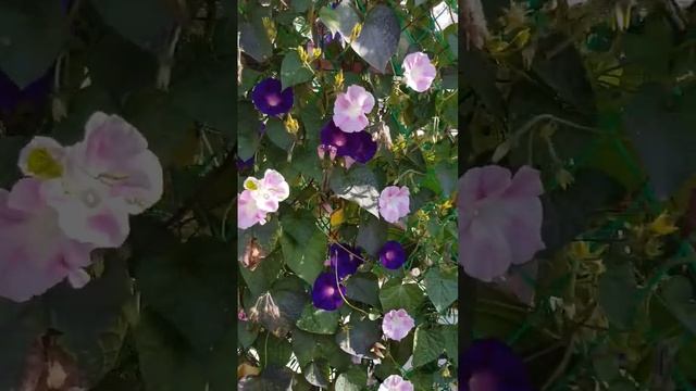 Ипомея на арке цветёт #вьюнок #вьющиесяцветы смотреть онлайн
