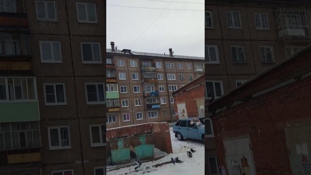 Голубь вылечился от "Вертячки" смотреть онлайн