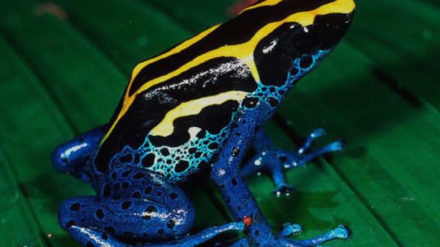 Самые ядовитые существа смотреть онлайн