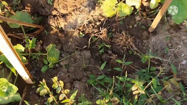 Planting, Gardening, Harvesting Kalabasa Blossom🥰🥰🥰 смотреть онлайн