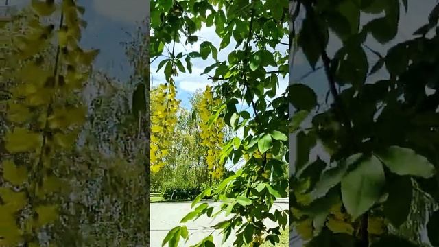 Karagana, yellow acacia ??? Карагана, жёлтая акация??? смотреть онлайн