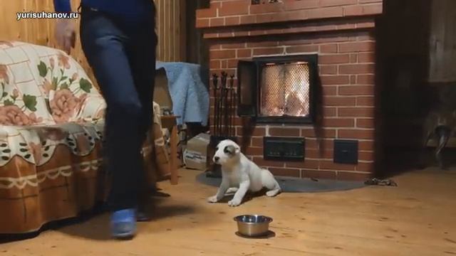 (Урок с Удачей 1) Как научить щенка выбирать общение с хозяином, а не еду. Команда "нельзя" ("фу") смотреть онлайн