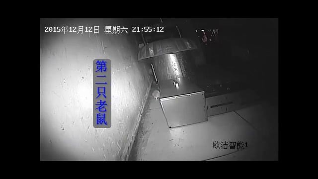 Как ловят крыс в Китае смотреть онлайн