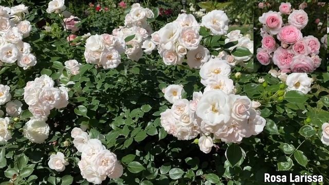 РОЗЫ. ТОП - 10 ЗИМОСТОЙКИХ РОЗ ВАШЕГО САДА. смотреть онлайн