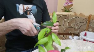 Укоренение цитрусовых в торфяных таблетках.