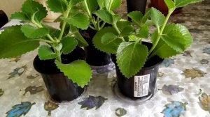 Мир вокруг нас. Плектрантус(комнатная мята) посадка.