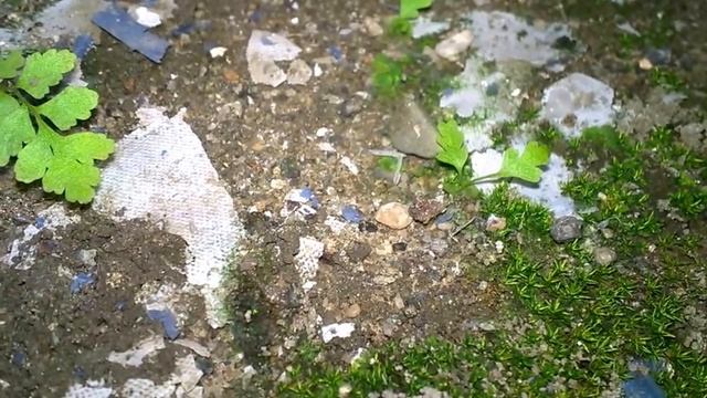 ЧУДО ПРИРОДЫ!!! #Папоротник Венерин Волос и Золотой Ус. Тропическое растение. #Доминикана. смотреть онлайн