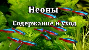 Неоны аквариумные рыбки. Описание, содержание, совместимость, размножение