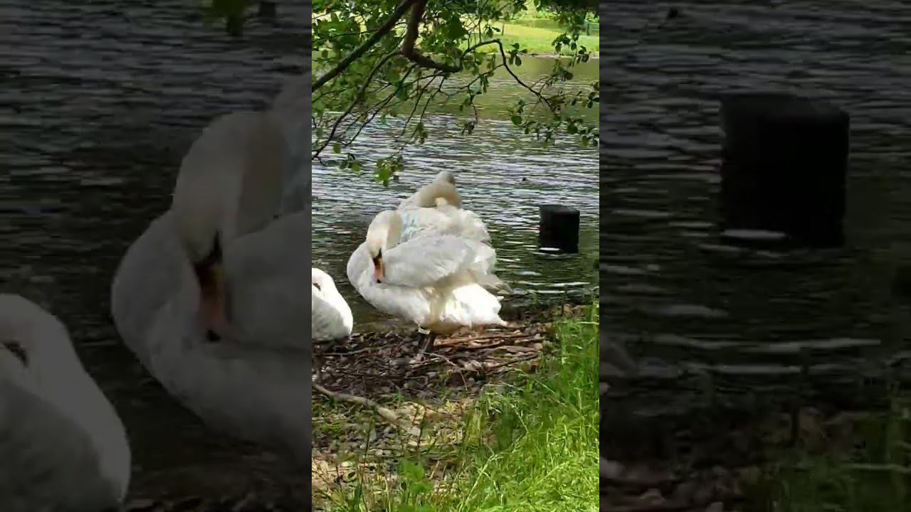 #живаяприрода #лебеди смотреть онлайн