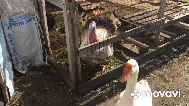 Подстилка из Травы/Витамины Гусям/Гусыня пытается сесть на Яйца/Каков будет результат смотреть онлайн